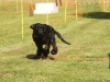 10. Hunderennen