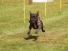 10. Hunderennen