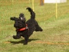 10. Hunderennen