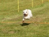10. Hunderennen