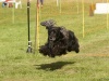 10. Hunderennen