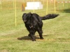 10. Hunderennen