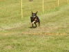 10. Hunderennen