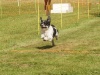 10. Hunderennen