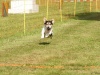 10. Hunderennen