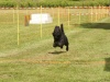 10. Hunderennen