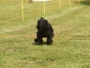 10. Hunderennen