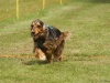 10. Hunderennen