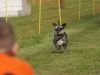 10. Hunderennen