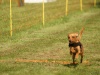 10. Hunderennen