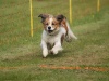 10. Hunderennen