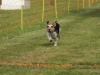 10. Hunderennen