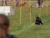 10. Hunderennen
