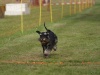10. Hunderennen