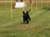 10. Hunderennen