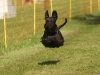 10. Hunderennen