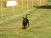 10. Hunderennen