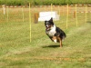 10. Hunderennen
