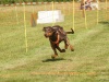 10. Hunderennen