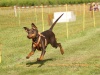 10. Hunderennen