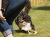 10. Hunderennen