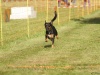 10. Hunderennen