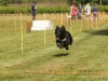 10. Hunderennen