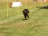 10. Hunderennen