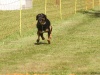 10. Hunderennen