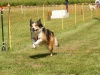 10. Hunderennen