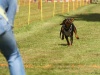 10. Hunderennen