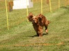 10. Hunderennen
