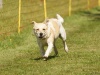 10. Hunderennen