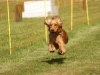 10. Hunderennen