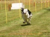 10. Hunderennen