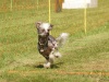 10. Hunderennen