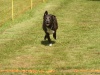 10. Hunderennen