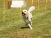 10. Hunderennen