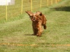 10. Hunderennen