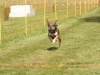 10. Hunderennen
