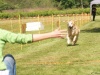 10. Hunderennen