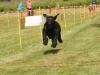 10. Hunderennen