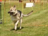 10. Hunderennen
