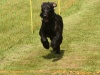 10. Hunderennen