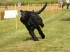 10. Hunderennen