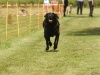 10. Hunderennen