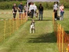 10. Hunderennen