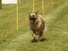 10. Hunderennen