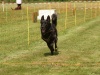 10. Hunderennen