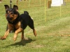 10. Hunderennen